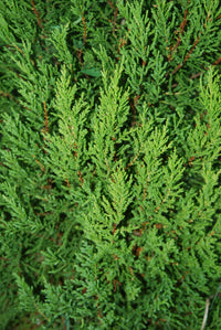 Essential Oil - Cypress 12 ml, 36 ml or 50 ml